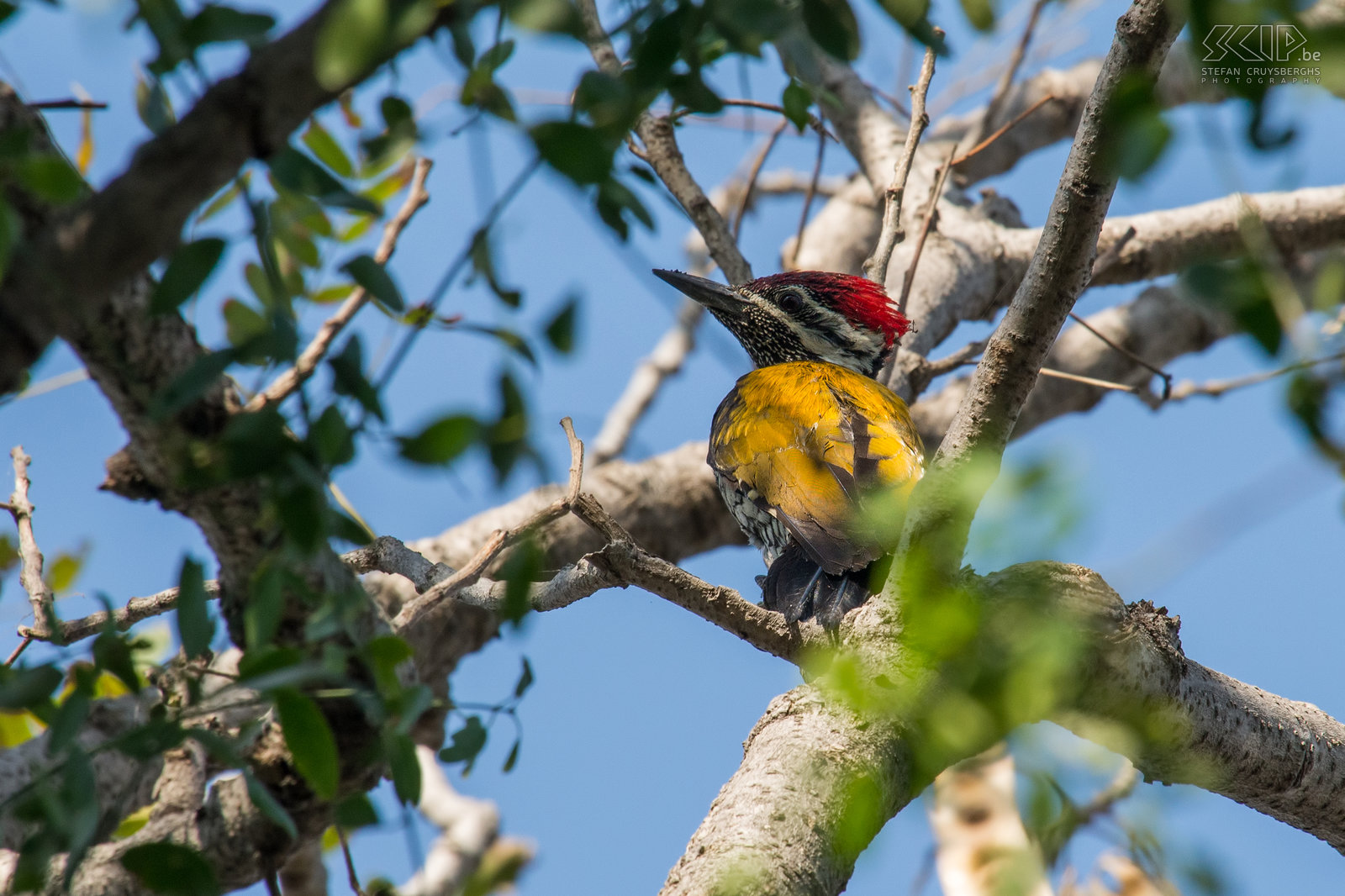 Keoladeo - White-naped woodpecker A beautiful woodpecker with red head and yellow back (Chrysocolaptes festivus). Stefan Cruysberghs